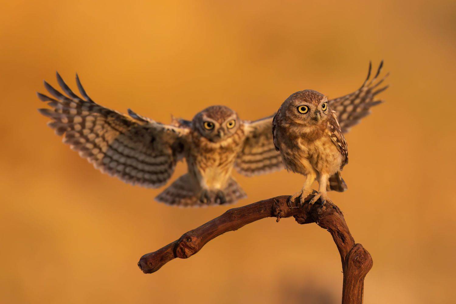 , Евгений Фруман