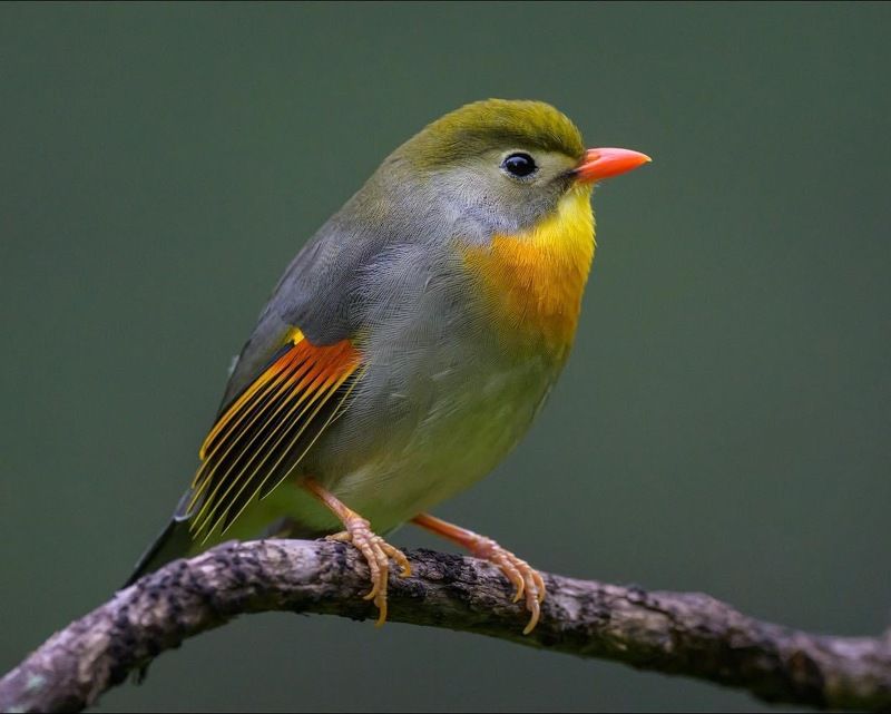 birds  фото превью