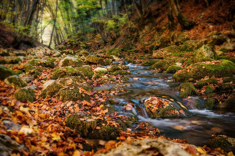 осень, лес, река, листья, деревья, пейзаж Осенний этюд фото превью