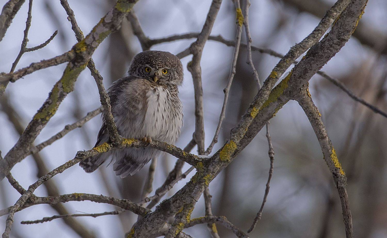 , Макеев Алексей
