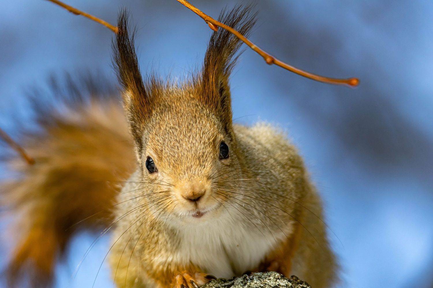 , Виктор Волынский