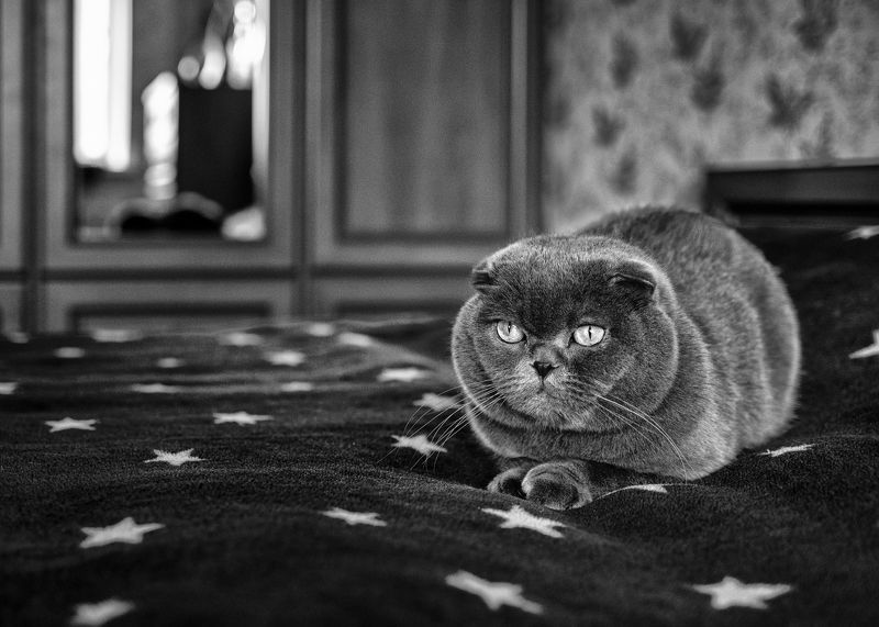 Котэ отдыхать изволит фото превью