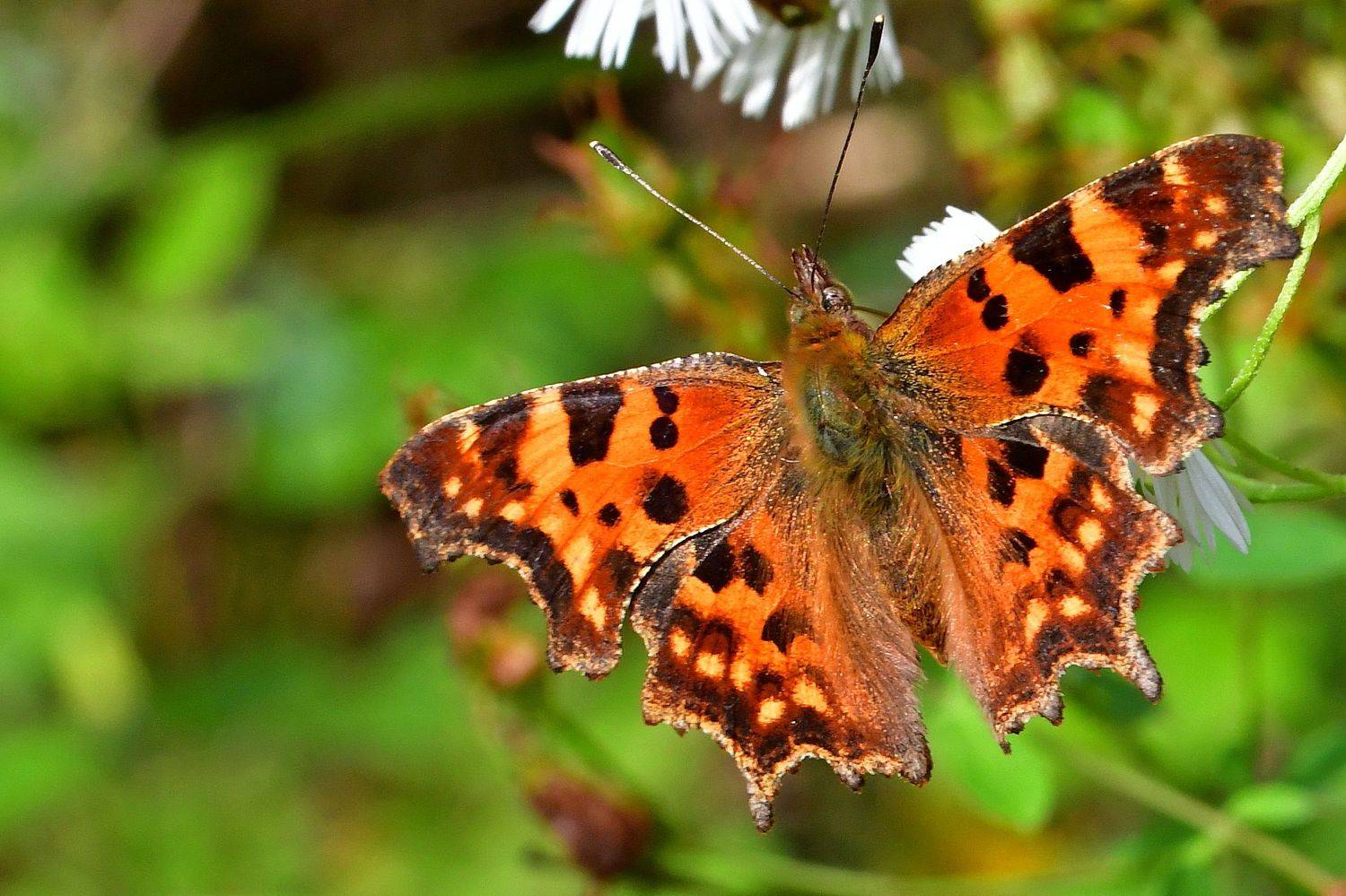 , Корнейчук Игорь