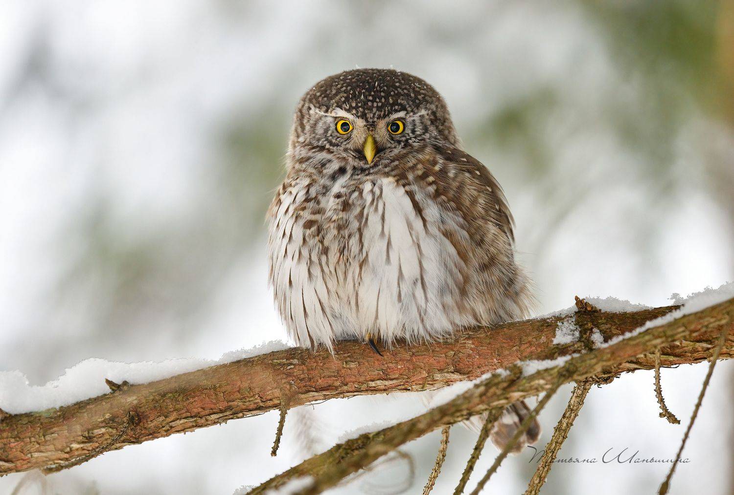 дикая природа тульской области, птицы, совы, воробьиный сыч, Татьяна Шаньшина