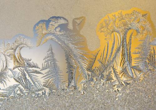 Про птиц и деревья