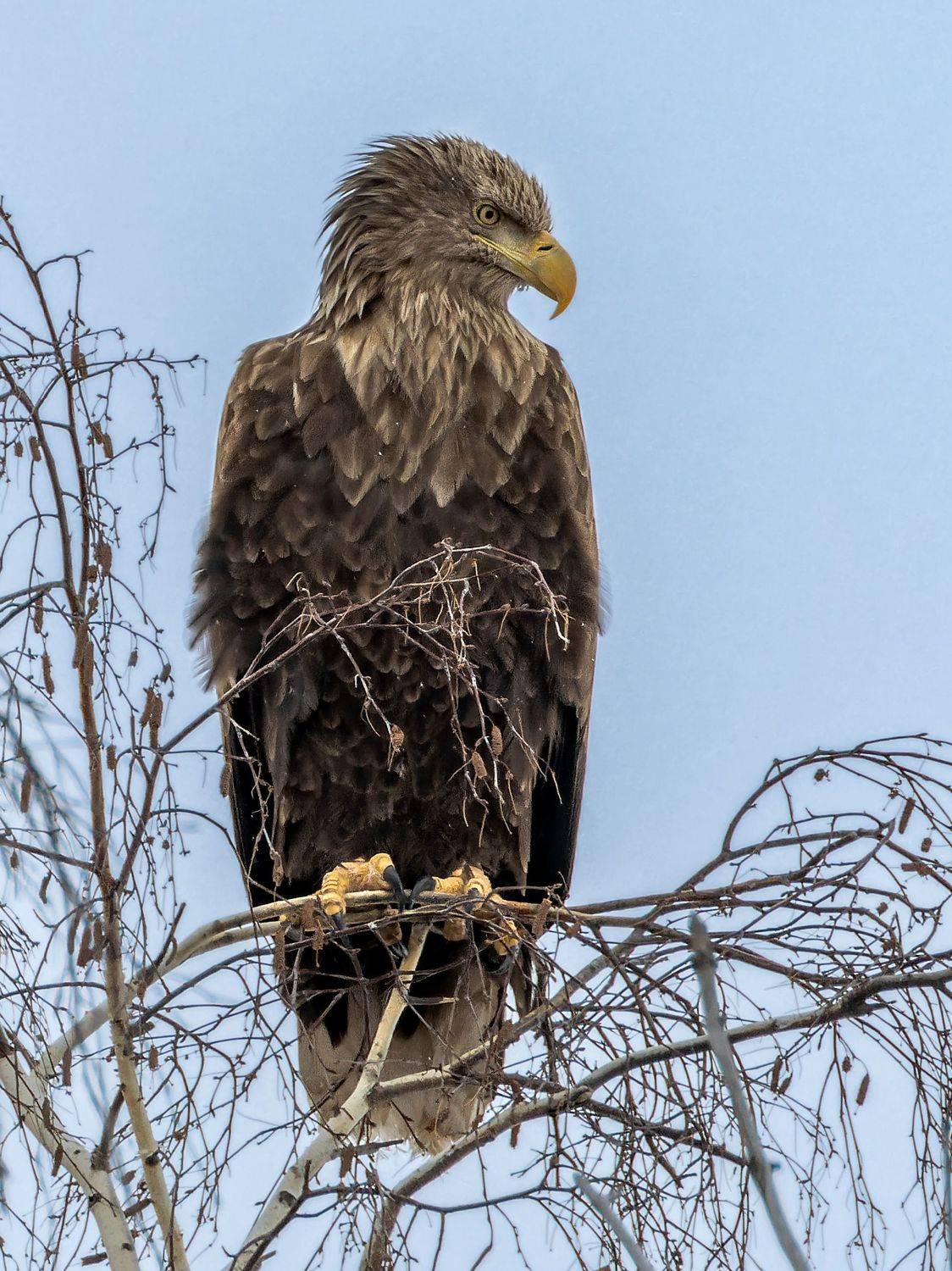 , Глебов Сергей