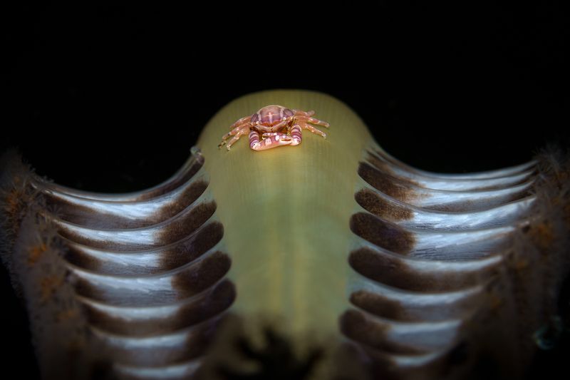 Sea Pen Holder фото превью