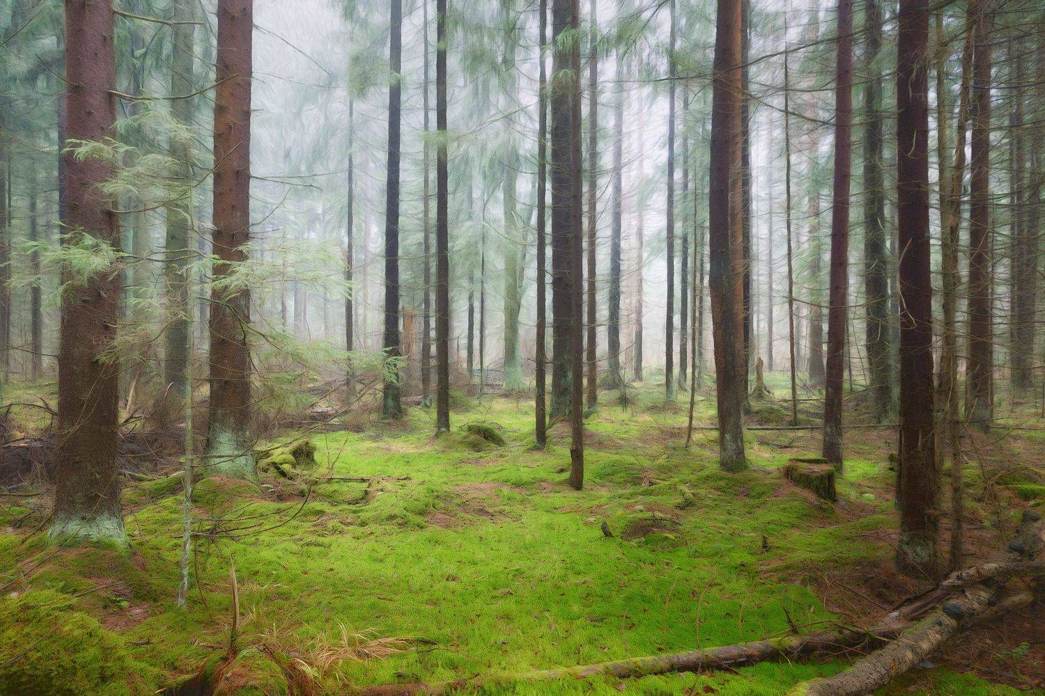 лес, осень, деревья, пейзаж, forest, woodland, trees, landscape, autumn, Валерий Вождаев