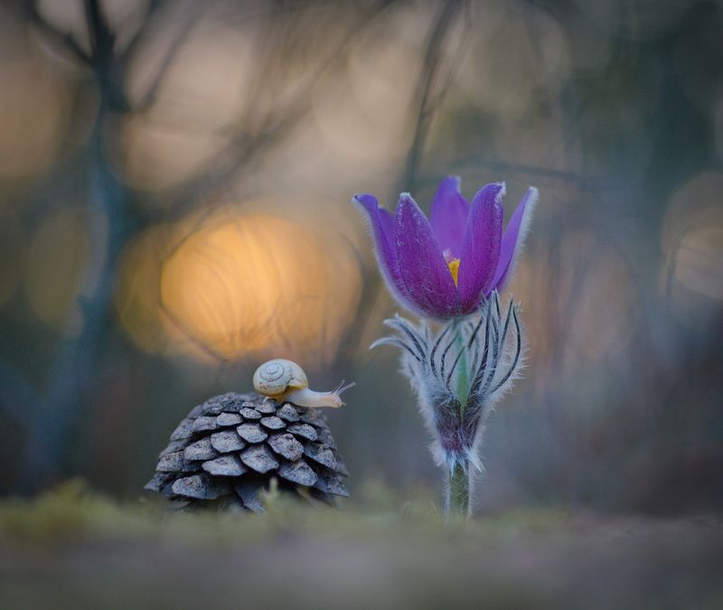 закат, улитка, сон-трава *** фото превью