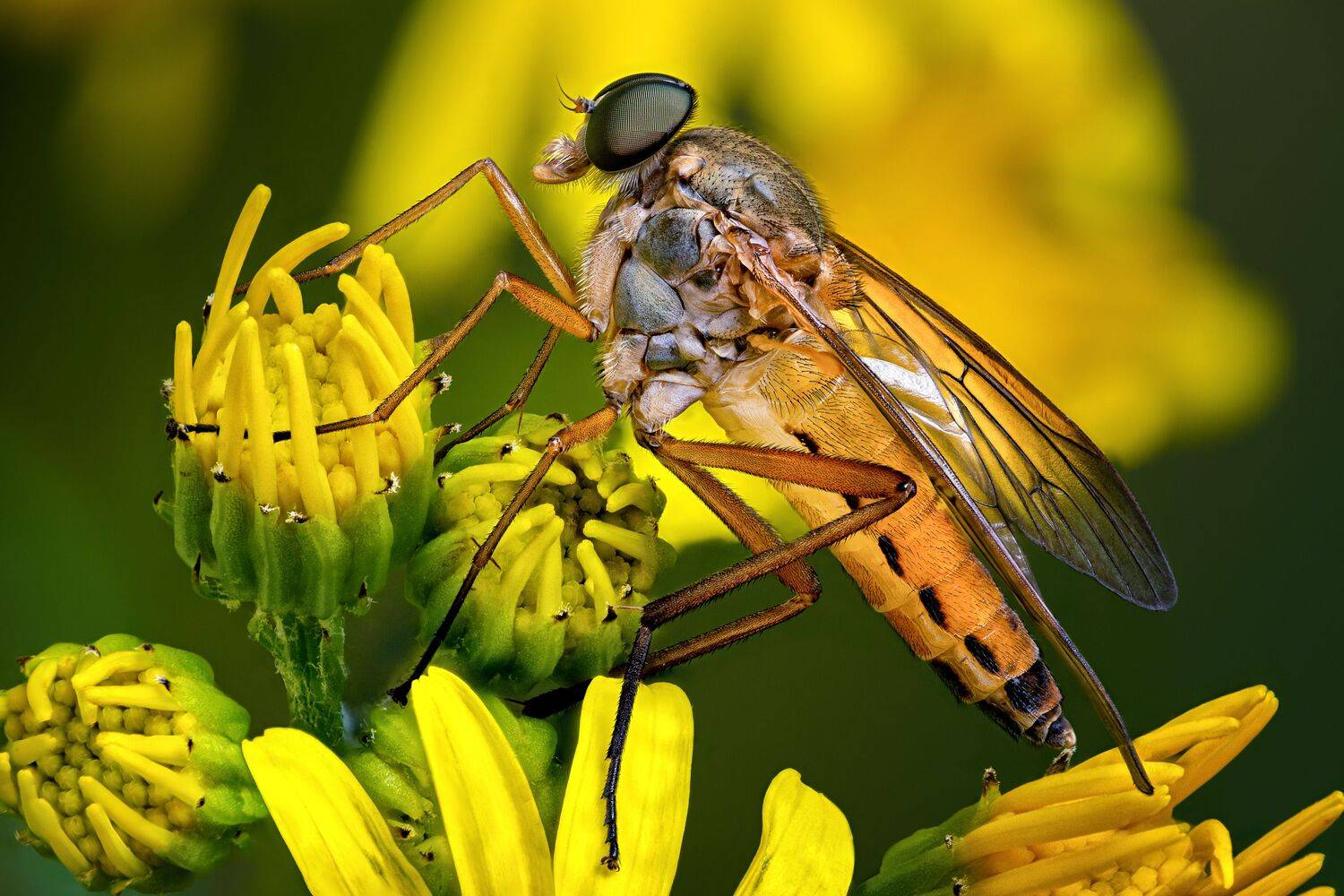 , Антон Финевич