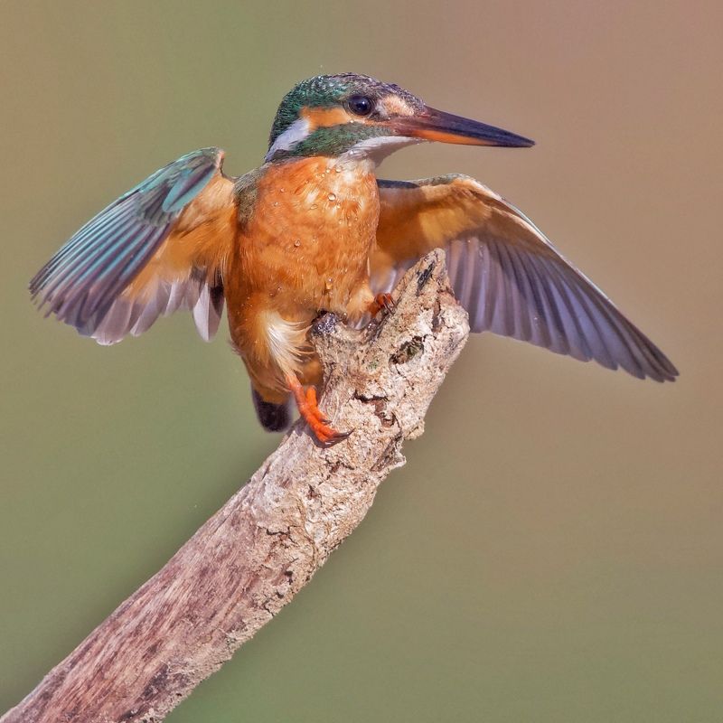 Kingfisher фото превью