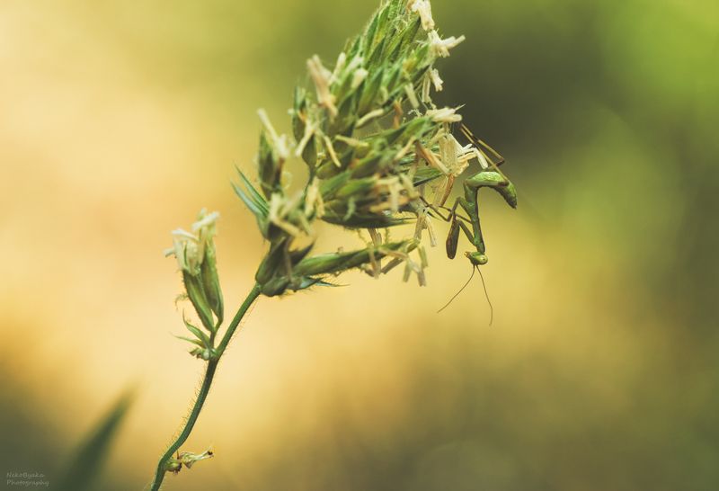 макро, природа, насекомые, лето, богомол, боке, растения, трава,macro, nature, insects, summer, mantis, bokeh, plants, grass, Притворяясь колоском фото превью