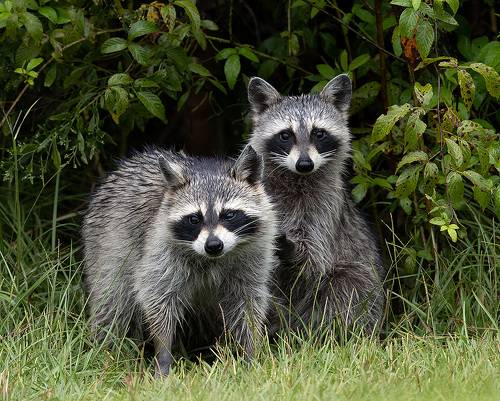 Raccoon Family - Енот- полоскун