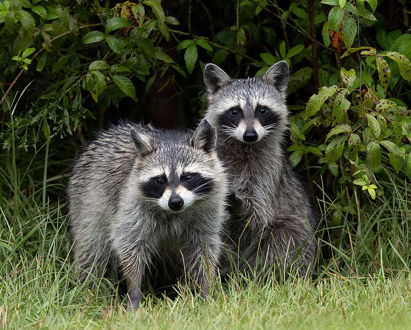 Raccoon Family - Енот- полоскун
