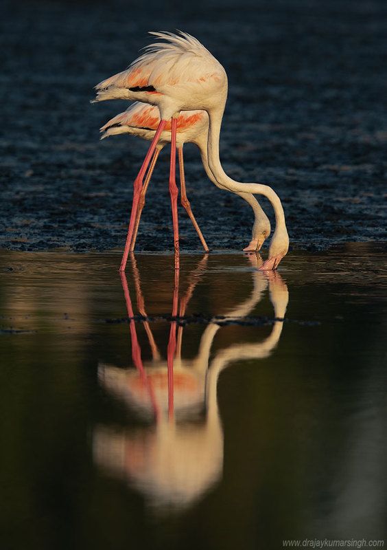 Greater flamingos feeding Greater flamingos фото превью