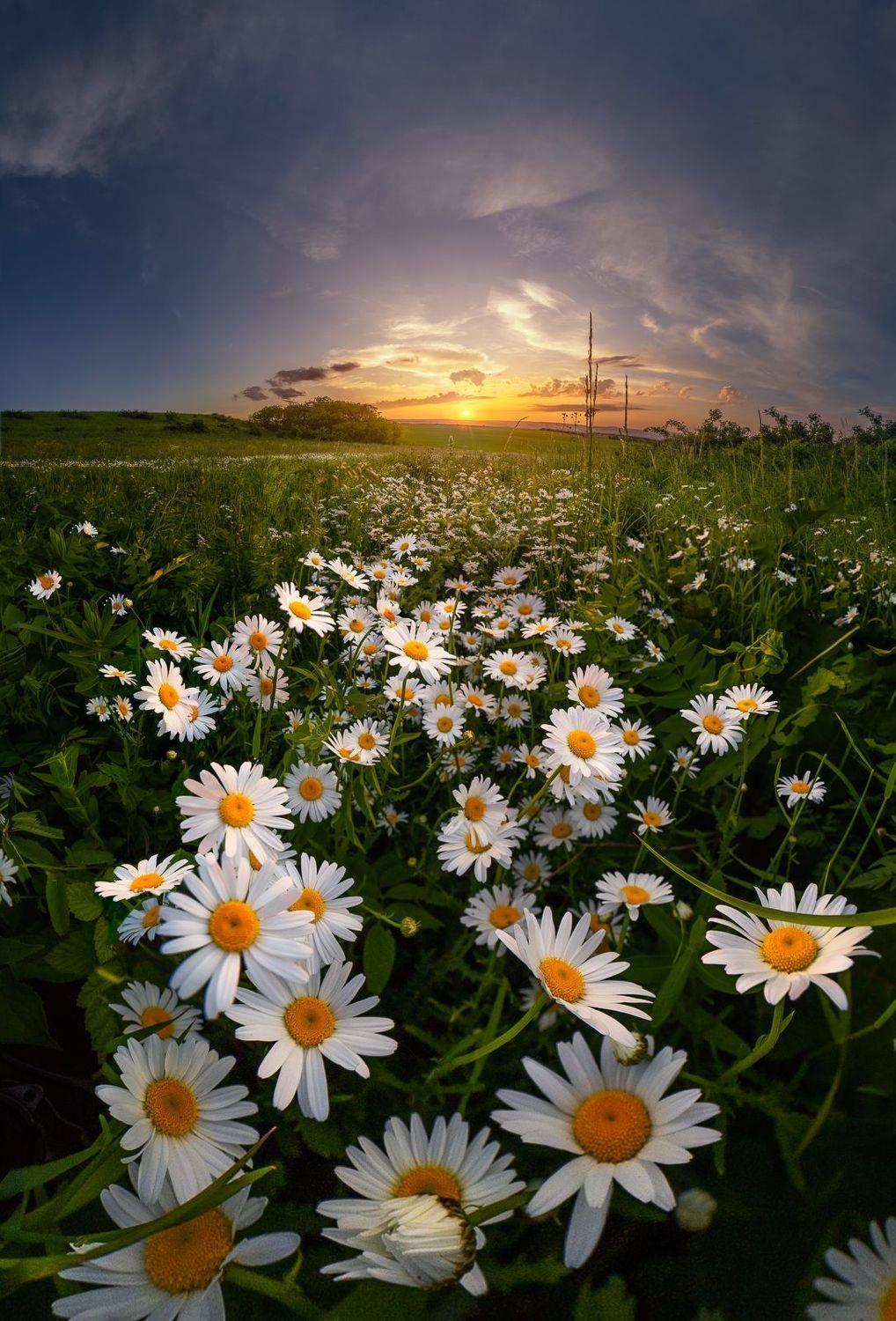 , Светлана Иванова