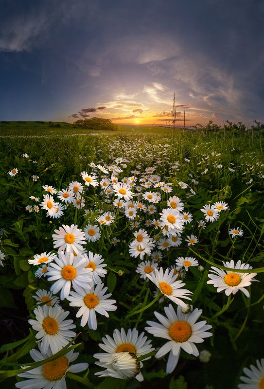 Белокурые ромашки фото превью