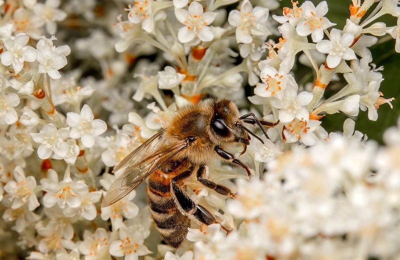 Little bee фото превью