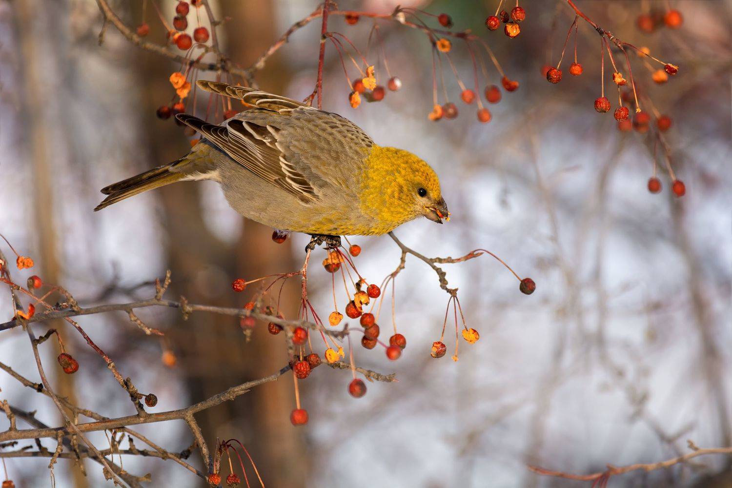 птица, щур, самка, зима, Марина Мочалова