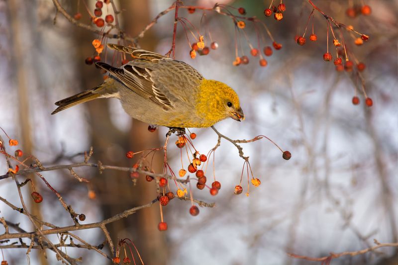 птица, щур, самка, зима щур. фото превью