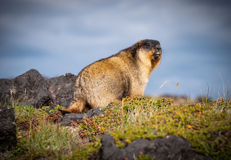 Наблюдатель фото превью