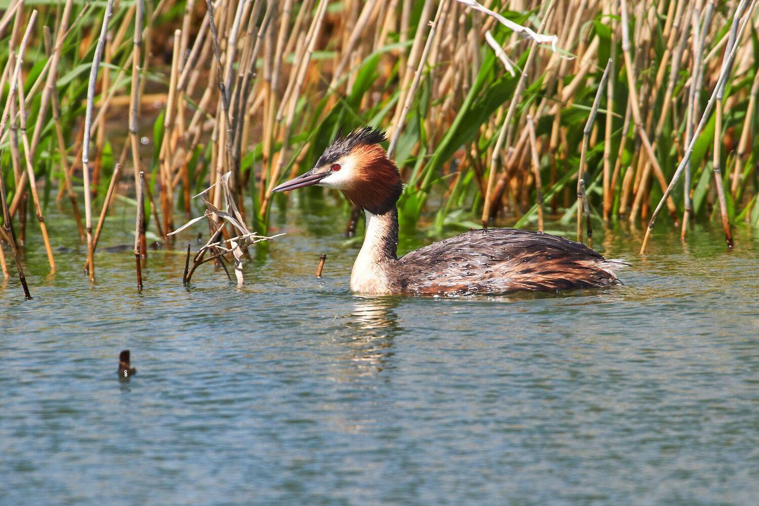 volgograd, russia, wildlife, Podiceps cristatus,, Сторчилов Павел