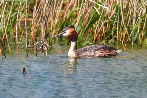 Podiceps cristatus