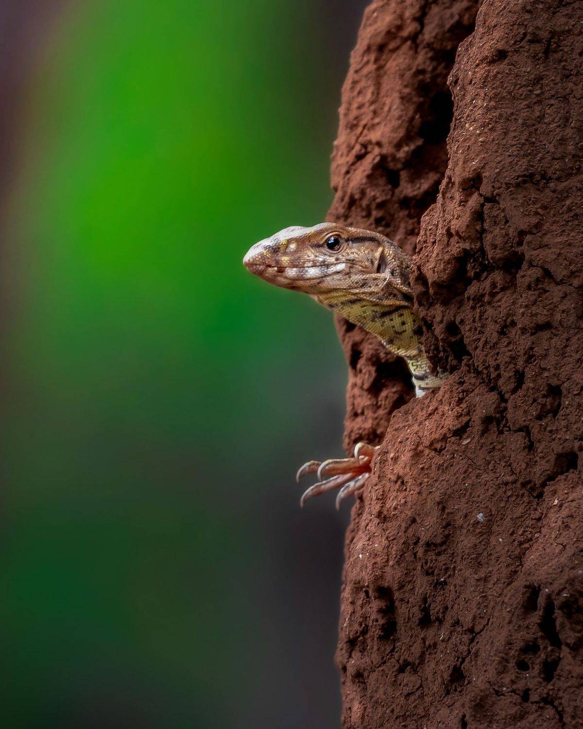 #wildlife, Vishal Vilas Lokare