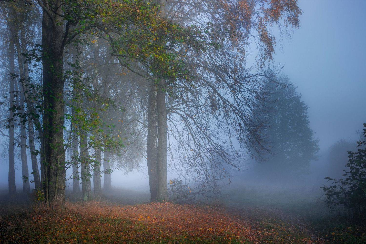 , Игорь Денисов