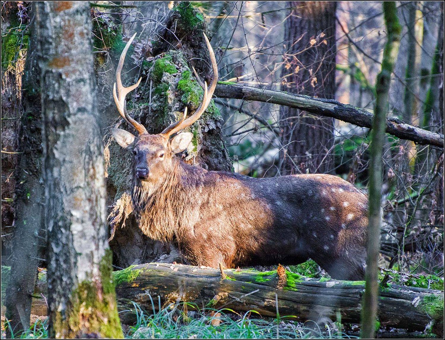 москва, нац. парк л.о.,осень, пятнистый олень, АНАТОЛИЙ ДОВЫДЕНКО