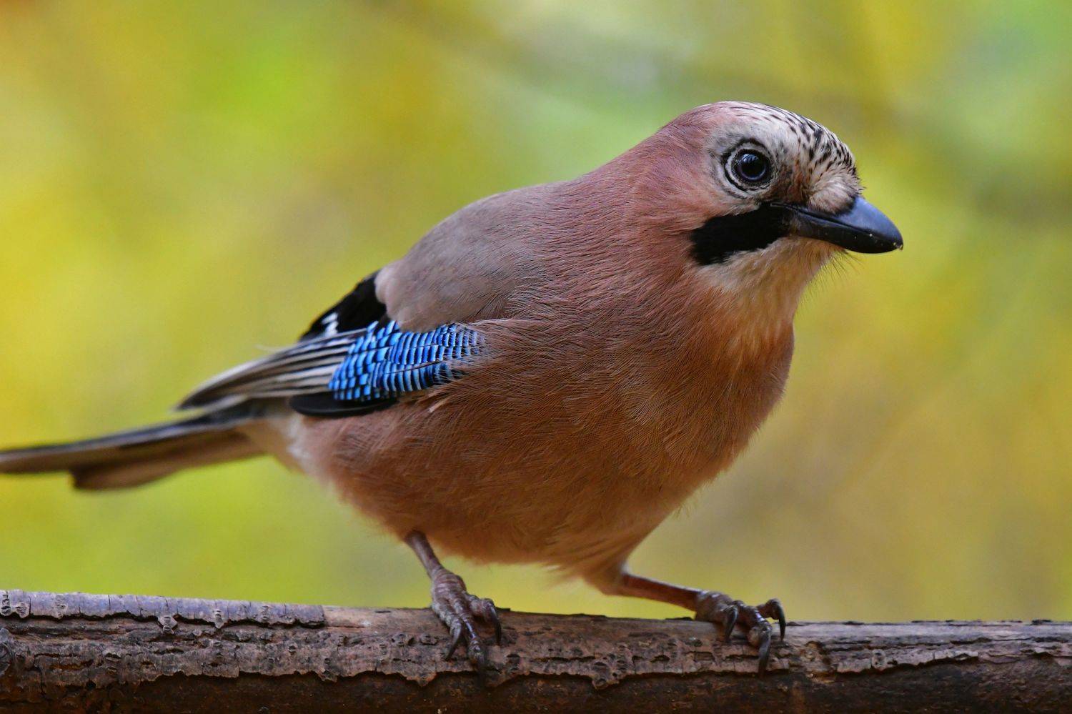 , Корнейчук Игорь