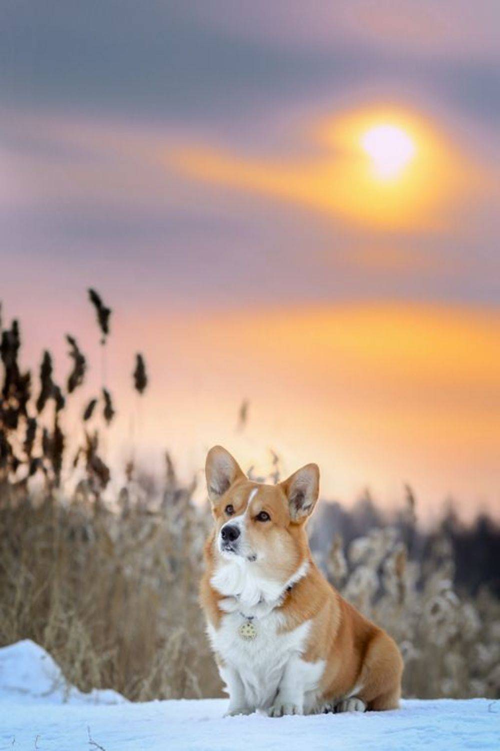 , Андрей Ершов