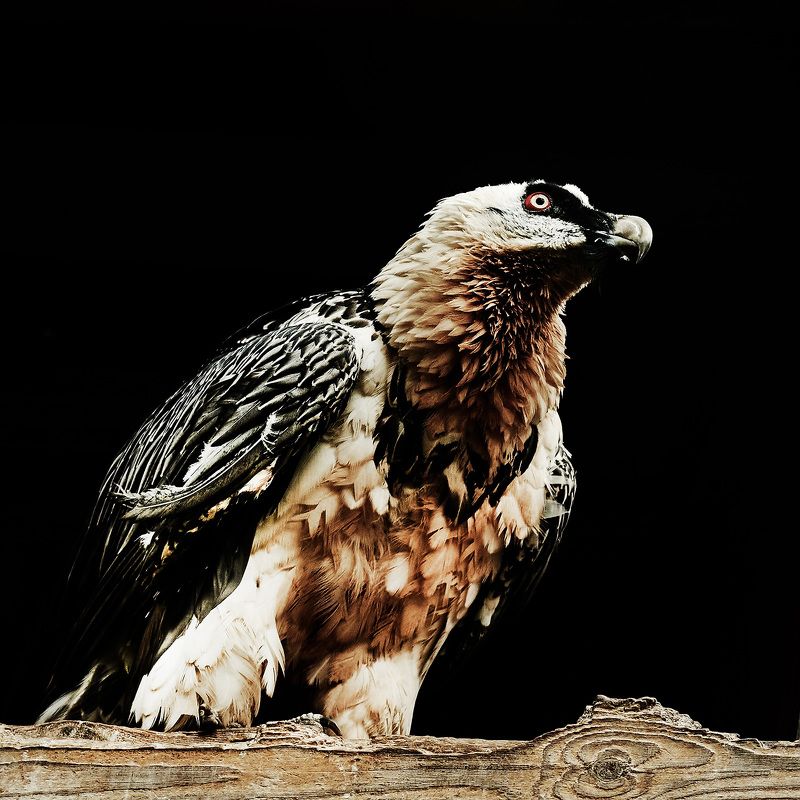 Бородач фото превью