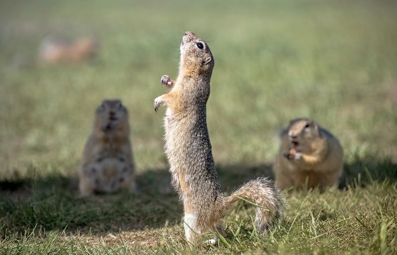 суслик, сибирь, татышев, лето, животный мир Суслик артист фото превью