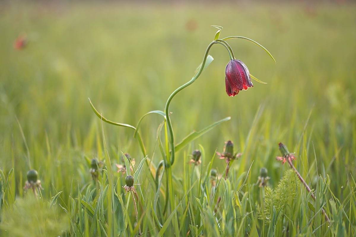 рябчик, малый, Роман Рысь