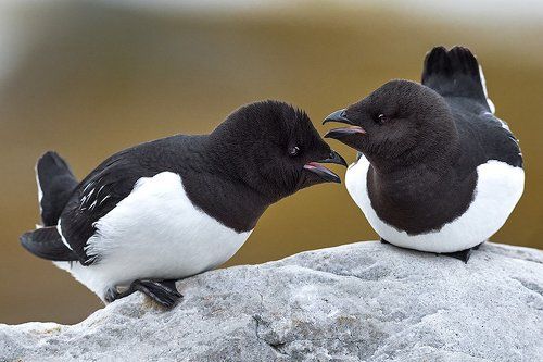 Слова любви Вы говорили мне ...