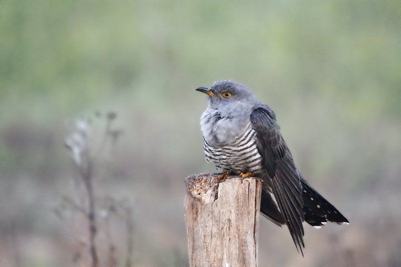 Cuckoo фото превью