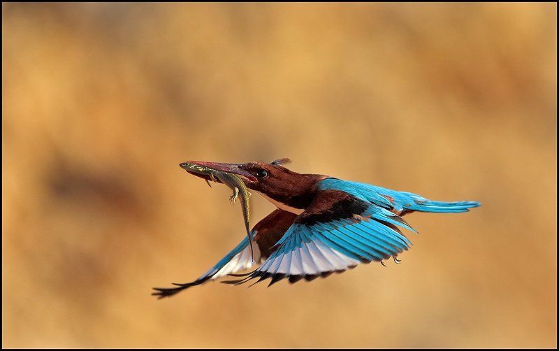 **К Цели ** фото превью