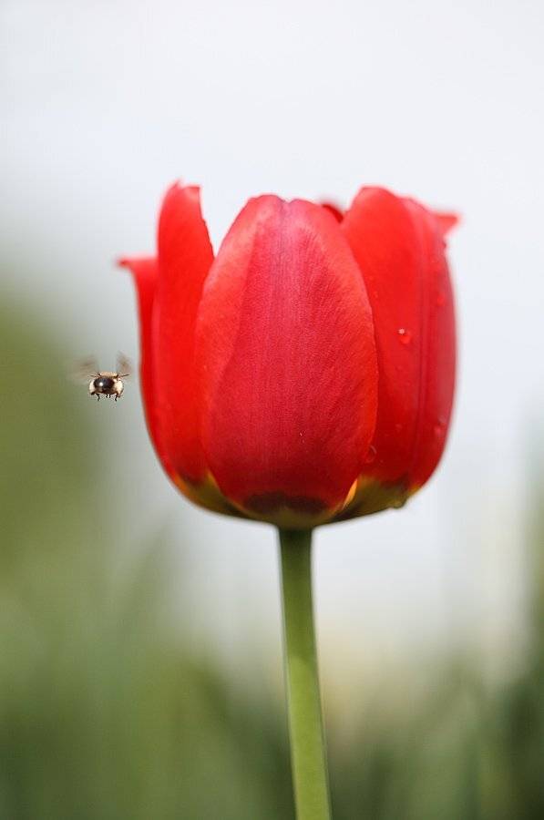 , Сергей Таланов