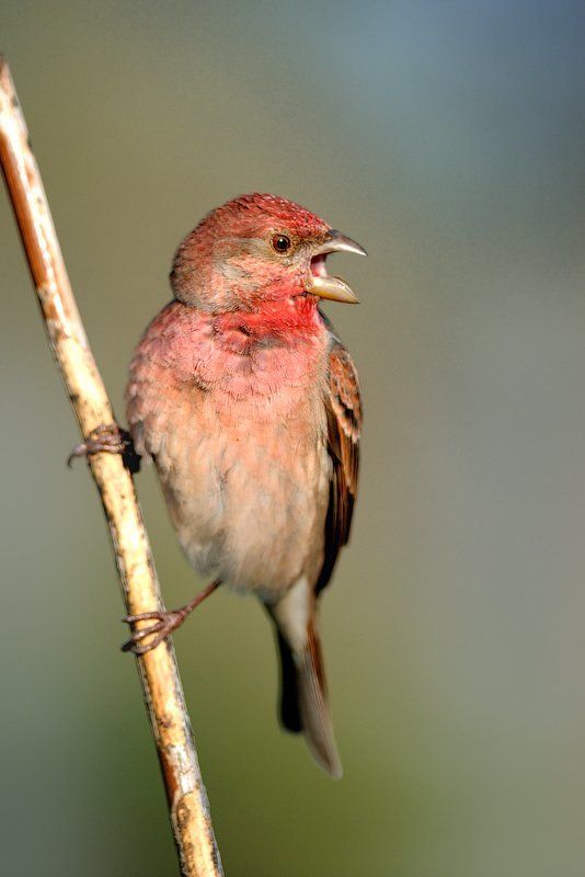 Весна, Москва, Птица, Тушино, Чечевица Чечевица фото превью