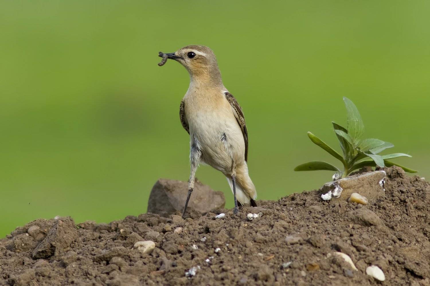 Каменка, Ляпустин Юра