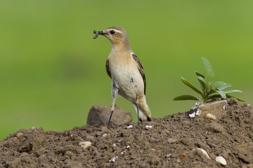 Wheatear.