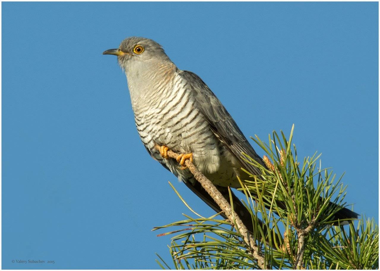 , Валерий Субачев
