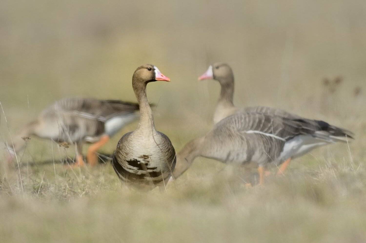 , Аникеев Владимир