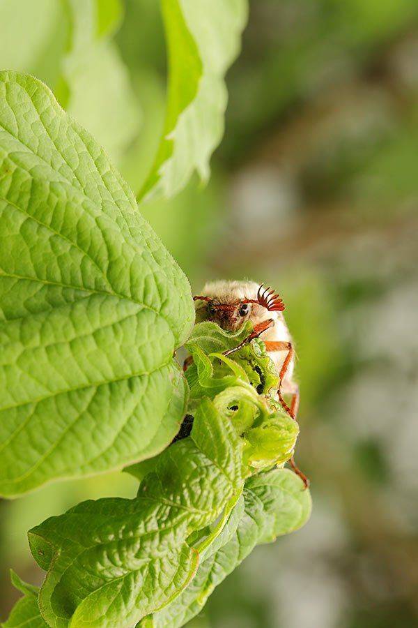 , Роман Рысь