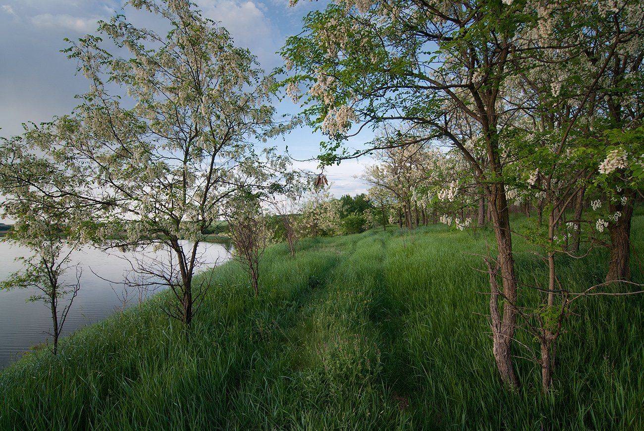 Акация, Река, flyman