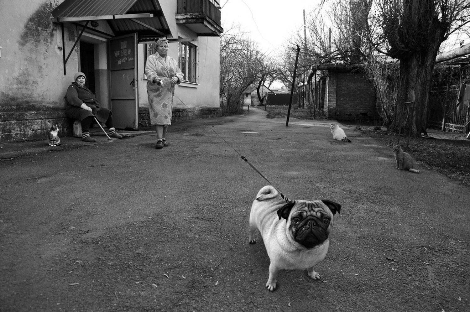 Двор, Кошки, Собака, Рита Гадар