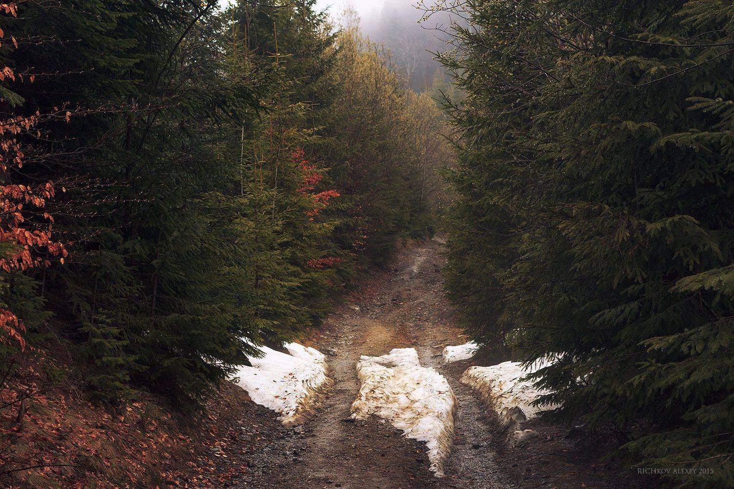 Украина, Карпаты, горы, лес, снег, горная дорога, туман, Рычков Алексей