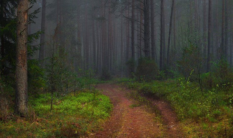 Дорожка,ведущая в темный лес фото превью