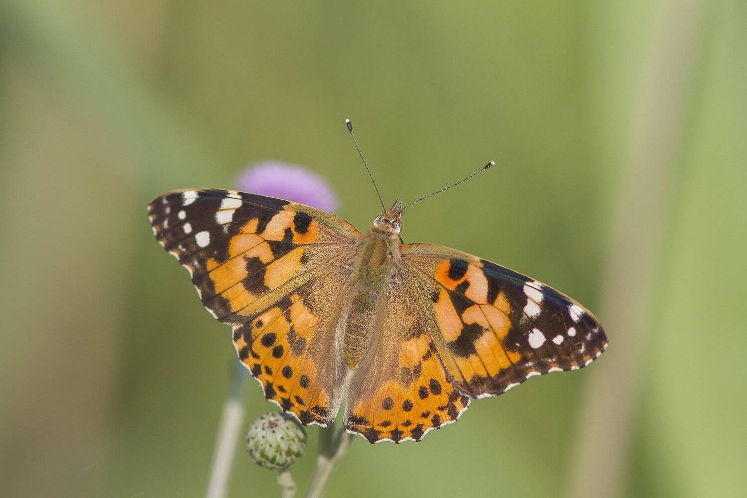 Репейница, бабочки, булавоусые, дневные, Тесленко Игорь